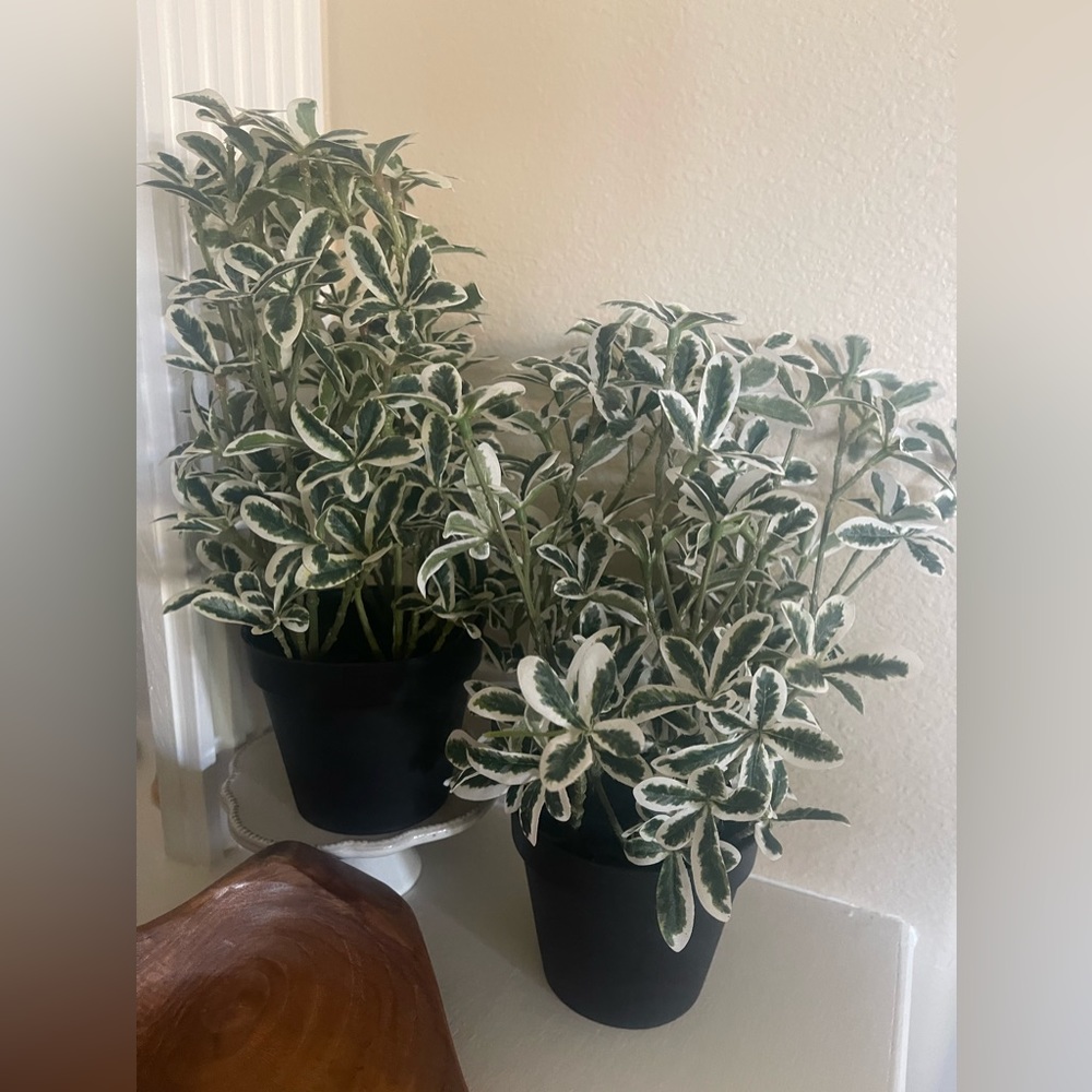 Pottery Barn Faux Plant Set